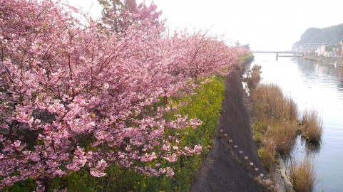 千葉県発のバスツアー 河津桜ツアー案内